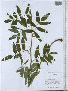 Astragalus, Middle Asia, Western Tian Shan & Karatau (M3) (Kyrgyzstan)