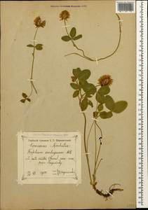 Trifolium ambiguum M.Bieb., Caucasus, Georgia (K4) (Georgia)