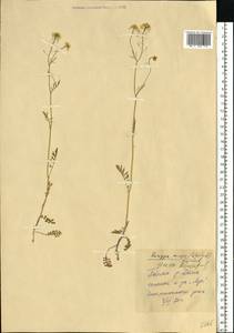 Rorippa anceps (Wahlenb.) Rchb., Eastern Europe, Eastern region (E10) (Russia)