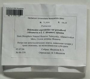 Husnotiella asperifolia (Mitt.) J.A. Jiménez & M.J. Cano, Bryophytes, Bryophytes - Krasnoyarsk Krai, Tyva & Khakassia (B17) (Russia)