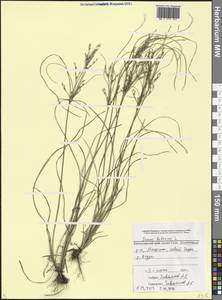 Juncus bufonius L., Caucasus, Black Sea Shore (from Novorossiysk to Adler) (K3) (Russia)