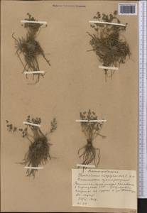 Thalictrum isopyroides C. A. Mey., Middle Asia, Western Tian Shan & Karatau (M3) (Kyrgyzstan)