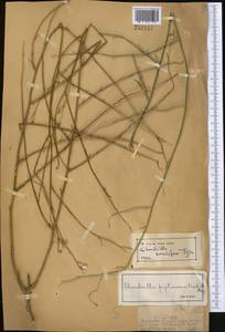 Chondrilla leiosperma Kar. & Kir., Middle Asia, Dzungarian Alatau & Tarbagatai (M5) (Kazakhstan)