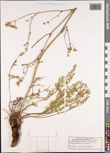 Taeniopetalum obtusifolium (Sibth. & Sm.) Pimenov, Western Europe (EUR) (Bulgaria)