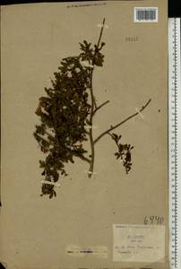 Chrysojasminum fruticans (L.) Banfi, Crimea (KRYM) (Russia)