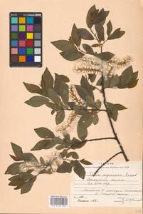 Salix myrsinifolia Salisb., Eastern Europe, Moscow region (E4a) (Russia)