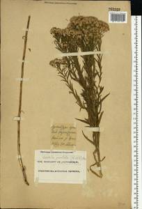 Galatella sedifolia subsp. sedifolia, Eastern Europe, Eastern region (E10) (Russia)