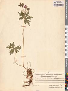 Geranium erianthum DC., Siberia, Chukotka & Kamchatka (S7) (Russia)