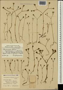 Valerianella eriocarpa Desv., Crimea (KRYM) (Russia)