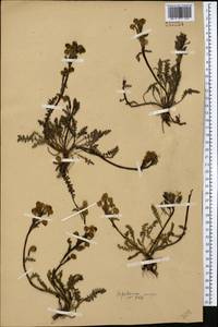 Pedicularis rhinanthoides subsp. rotundata Vved., Middle Asia, Western Tian Shan & Karatau (M3)
