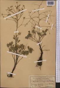 Thalictrum isopyroides C. A. Mey., Middle Asia, Western Tian Shan & Karatau (M3) (Kazakhstan)