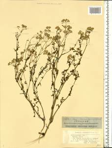 Senecio coronopifolius Burm.f., Eastern Europe, Lower Volga region (E9) (Russia)