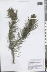 Pinus sylvestris L., Eastern Europe, Middle Volga region (E8) (Russia)