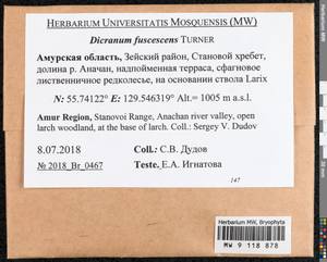 Dicranum fuscescens Turner, Bryophytes, Bryophytes - Russian Far East (excl. Chukotka & Kamchatka) (B20) (Russia)