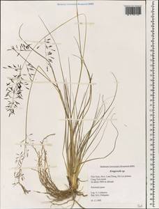 Eragrostis, South Asia, South Asia (Asia outside ex-Soviet states and Mongolia) (ASIA) (Vietnam)