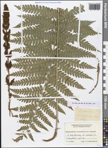 Osmundastrum cinnamomeum subsp. asiaticum (Fernald) Fraser-Jenk., Siberia, Russian Far East (S6) (Russia)