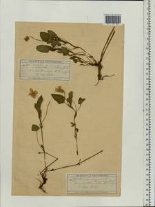 Viola canina L., Eastern Europe, Moscow region (E4a) (Russia)