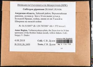Calliergon giganteum (Schimp.) Kindb., Bryophytes, Bryophytes - Russian Far East (excl. Chukotka & Kamchatka) (B20) (Russia)