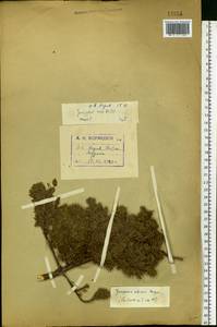 Juniperus communis var. saxatilis Pall., Eastern Europe, Northern region (E1) (Russia)