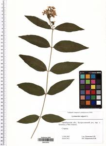 Lysimachia vulgaris L., Eastern Europe, Eastern region (E10) (Russia)