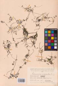 Ranunculus circinatus Sibth., Eastern Europe, Western region (E3) (Russia)