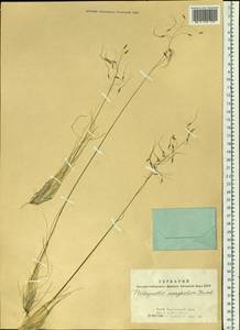 Ptilagrostis mongholica (Turcz. ex Trin.) Griseb., Siberia, Altai & Sayany Mountains (S2) (Russia)