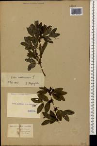 Vicia narbonensis L., Caucasus, Georgia (K4) (Georgia)