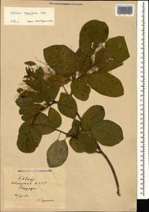 Cotinus coggygria Scop., Caucasus, Abkhazia (K4a) (Abkhazia)