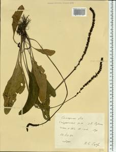 Plantago, Eastern Europe, Middle Volga region (E8) (Russia)