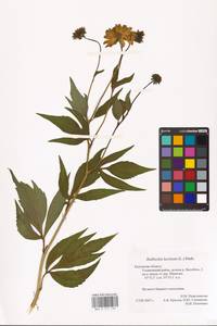 Rudbeckia laciniata L., Eastern Europe, Central region (E4) (Russia)