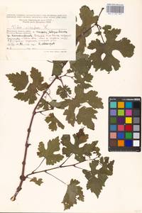 Vitis vinifera L., Eastern Europe, Moscow region (E4a) (Russia)