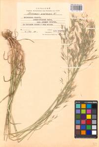 Bromus arvensis L., Eastern Europe, Moscow region (E4a) (Russia)