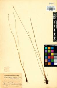 Eleocharis quinqueflora (Hartmann) O.Schwarz, Siberia, Baikal & Transbaikal region (S4) (Russia)