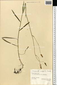 Campanula wolgensis P.A.Smirn., Eastern Europe, Middle Volga region (E8) (Russia)