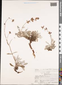 Salvia canescens var. daghestanica (Sosn.) Menitsky, Caucasus, North Ossetia, Ingushetia & Chechnya (K1c) (Russia)