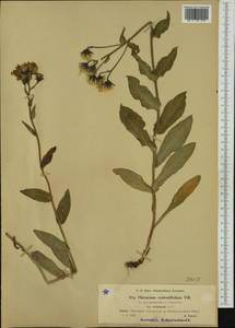 Hieracium cydoniifolium subsp. cottianum (Arv.-Touv.) Zahn, Western Europe (EUR) (France)