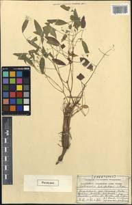 Autumnalia botschantzevii Pimenov, Middle Asia, Western Tian Shan & Karatau (M3) (Kazakhstan)