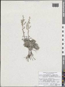 Artemisia hololeuca M.Bieb. ex Besser, Eastern Europe, Central forest-and-steppe region (E6) (Russia)