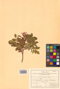 Rosa acicularis Lindl., Siberia, Russian Far East (S6) (Russia)