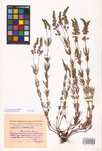 MHA 0 159 940, Veronica austriaca subsp. jacquinii (Baumg.) Watzl, Eastern Europe, Middle Volga region (E8) (Russia)
