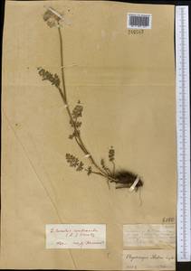 Seseli condensatum (L.) Rchb. fil., Middle Asia, Dzungarian Alatau & Tarbagatai (M5) (Kazakhstan)
