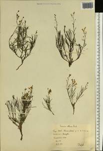 Linaria altaica Fisch. ex Ledeb., Eastern Europe, Eastern region (E10) (Russia)