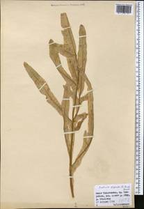 Orobanche gigantea (Beck) Gontsch., Middle Asia, Pamir & Pamiro-Alai (M2) (Tajikistan)