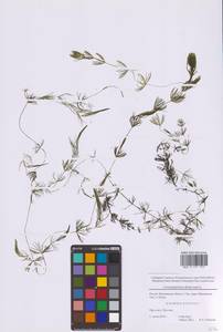 Ceratophyllum demersum L., Eastern Europe, Moscow region (E4a) (Russia)