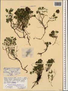 Thymus praecox subsp. caucasicus (Willd. ex Ronniger) Jalas, Caucasus, North Ossetia, Ingushetia & Chechnya (K1c) (Russia)