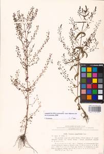 MHA 0 159 879, Veronica anagalloides Guss., Eastern Europe, Central forest-and-steppe region (E6) (Russia)