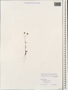 Valerianella lasiocarpa (Steven) Betcke, Caucasus, Azerbaijan (K6) (Azerbaijan)