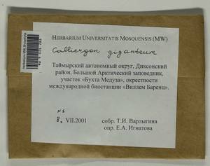 Calliergon giganteum (Schimp.) Kindb., Bryophytes, Bryophytes - Krasnoyarsk Krai, Tyva & Khakassia (B17) (Russia)