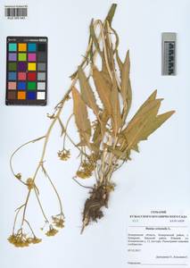 KUZ 005 543, Bunias orientalis L., Siberia, Altai & Sayany Mountains (S2) (Russia)