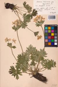 Anemonastrum biarmiense (Juz.) Holub, Eastern Europe (no precise locality) (E0)